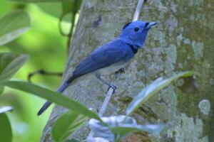 A Beautiful Blue bird on the branch. photo
