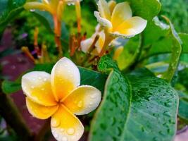 blanco frangipani flores floración después el lluvia foto