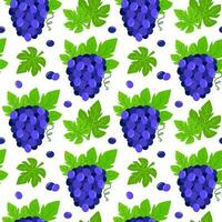 Seamless pattern with bunches of blue grapes. Vector illustration with fruit. Summer background with berries of grapes and green leaves.