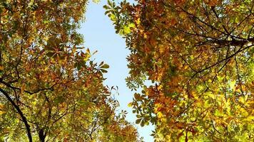 Colorful vibrant nature trees forest scenery in autumn fall season at sunset light video