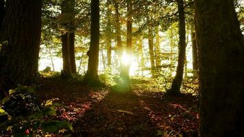 vistoso vibrante naturaleza arboles bosque paisaje en otoño otoño temporada a puesta de sol ligero video