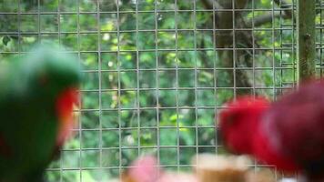 bayan pássaros, que tem a científico nome eclectus Roratus ou Além disso conhecido Como a molucano eclectus video