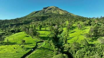 aérien vue de thé jardins sur monter sindoro, Indonésie. video