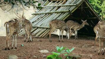 Rusa Totol with the scientific name Axis axis at Zoo in Raguna. Other names are Spotted deer, Chital deer, or Axis deer video