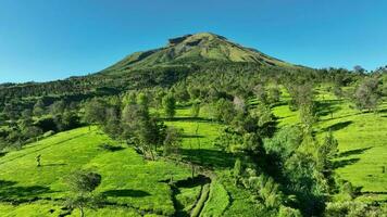 aereo Visualizza di tè giardini su montare sindoro, Indonesia. video