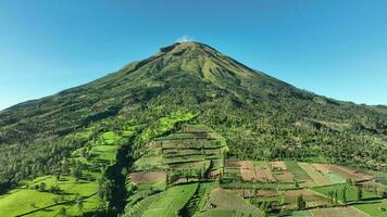 Aerial View of Tea Gardens on Mount Sindoro, Indonesia. video