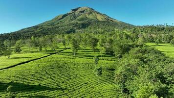 aéreo ver de té jardines en montar sindoro, Indonesia. video