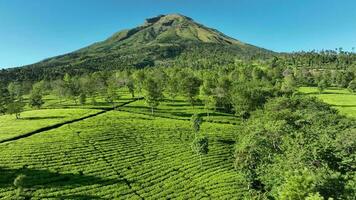 antenn se av te trädgårdar på montera sindoro, Indonesien. video