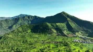 Aerial View of Tea Gardens in the Valley of Indonesian Hills. video