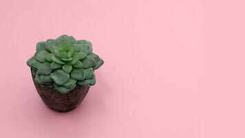 Top view of artificial green succulent with stone pot over pink background. Good for banner photo