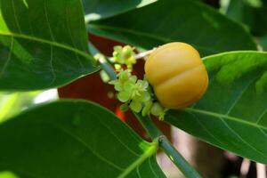 Young green fruits of False lime tree on branch beside ripe fruit with dark green leaves, native plant in Thailand. photo