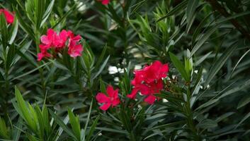 Bright red Nerium Oleander flowers blooming on bunch and lush leaves. Another name is Oleander, Fragrant oleander, Rose bay or Sweet oleander. photo