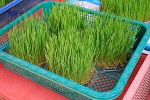 Sprouts of wheat in plastic basket. photo