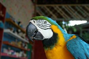 junto a azul y amarillo guacamayo pájaro retrato. foto