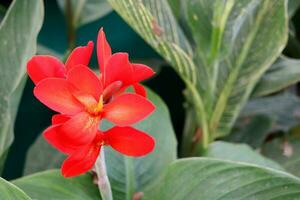 Bright red flower bleeding method of Canna or Canna lily blooming on bunch with green leaves. Another name is Edible Canna, Australian arrowroot, Indian short plant and Indian shoot. photo