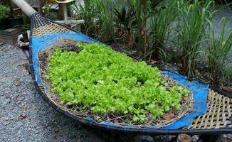 Lettuce crop in ship shape weave bamboo on ground. photo