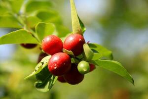 Ripe fruits of Chinese lime or Lime berry on bunch and leaves. Another name is Sweet lime, Myrtle lime. photo