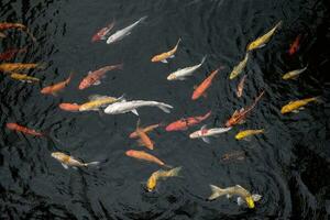 Colourful Japanese good luck koi fish swimming in pond water photo