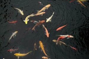 Colourful Japanese good luck koi fish swimming in pond water photo