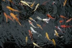 Colourful Japanese good luck koi fish swimming in pond water photo