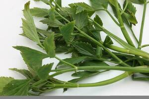 Malaysian Malay herbal leafy appetizer dish daun ulam raja selom lovage on white background photo