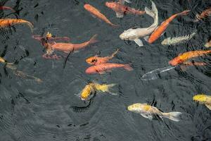 vistoso japonés bueno suerte koi pescado nadando en estanque agua foto