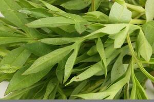 Malaysian Malay herbal leafy appetizer dish daun ulam raja selom lovage on white background photo