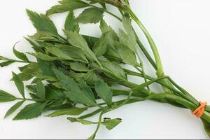 Malaysian Malay herbal leafy appetizer dish daun ulam raja selom lovage on white background photo