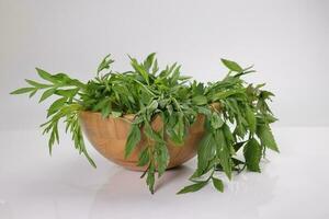 Malaysian Malay herbal leafy appetizer dish daun ulam raja selom lovage in small wooden bowl on white background photo