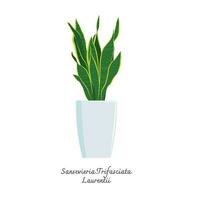 colección de serpiente plantas color plano vector. color ilustraciones vector de sansevieria trifasciata laurentii. suegra lengua.