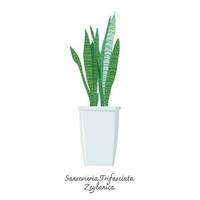 Collection of snake plants color flat vector.  Color illustrations vector of Sansevieria Trifasciata Zeylanica. Mother-in-Laws Tongue.