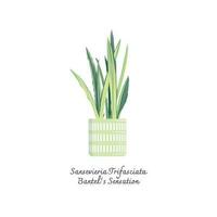 Collection of snake plants color flat vector.  Color illustrations vector of Sansevieria Trifasciata Bantel's Sensation. Mother-in-Laws Tongue.