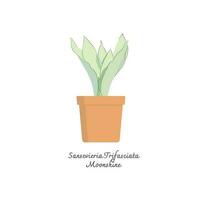 Collection of snake plants color flat vector.  Color illustrations vector of Sansevieria Trifasciata Moonshine. Mother-in-Laws Tongue.