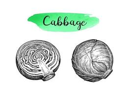 Ink sketch of cabbage isolated on white background. Hand drawn vector illustration. Retro style.