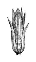 Ear of corn with leaves. Ink sketch of maize isolated on white background. Hand drawn vector illustration. Retro style.