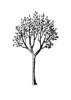 Spring tree ink sketch. Hand drawn vector illustration isolated on white background. Retro style.