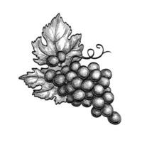 Bunch of grapes with leaves. Ink sketch isolated on white background. Hand drawn vector illustration. Retro style.