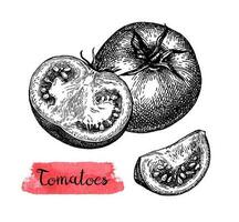 Ink sketch of tomatoes isolated on white background. Hand drawn vector illustration. Retro style.