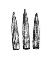 Baby corn. Ink sketch of cornlets isolated on white background. Hand drawn vector illustration. Retro style.