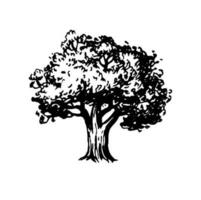 Ink sketch of oak tree. Hand drawn vector illustration isolated on white background. Retro style.