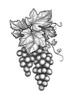 Bunch of grapes with leaves. Ink sketch isolated on white background. Hand drawn vector illustration. Vintage style stroke drawing.