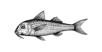 Ink sketch of red mullet. Hand drawn vector illustration of fish isolated on white background. Retro style.