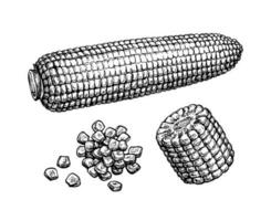 Corncob and handful of corn kernels. Ink sketch of maize isolated on white background. Hand drawn vector illustration. Retro style.