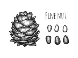 Pine nut cone and nuts. Hand drawn ink sketch. vector