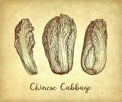 Napa or Chinese cabbage. Ink sketch on old paper background. Hand drawn vector illustration. Retro style.