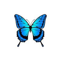 Blue butterfly vector isolated on white baackground.