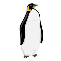 King Penguin. Flat vector illustration isolated on white. Polar animal