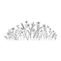 Vector wild herbs and flowers doodle illustration. Field with grass and wildflowers isolated on white background