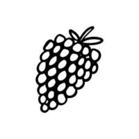 Raspberries or blueberries doodle illustration. Cute berry vector