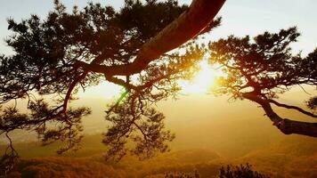 colorida vibrante natureza árvores floresta cenário dentro outono outono estação às pôr do sol luz video